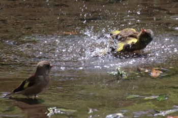 Grey-capped Greenfinch 一本橋めだか広場(横浜市緑区三保町) Wed, 4/17/2024