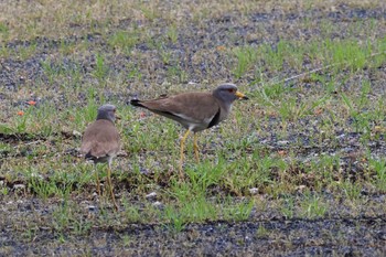 Grey-headed Lapwing Rokuha Park Tue, 4/16/2024