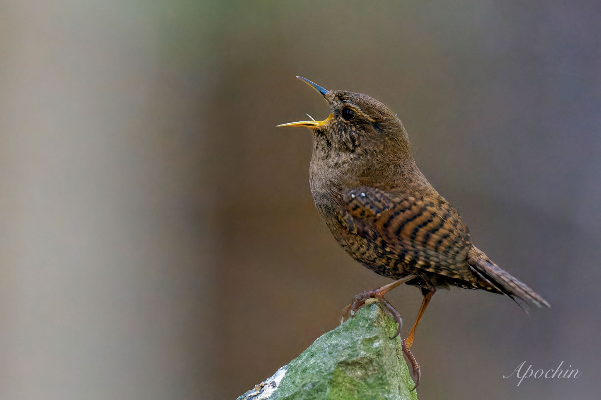 Eurasian Wren