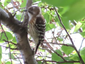 Japanese Pygmy Woodpecker Yatoyama Park Wed, 4/17/2024