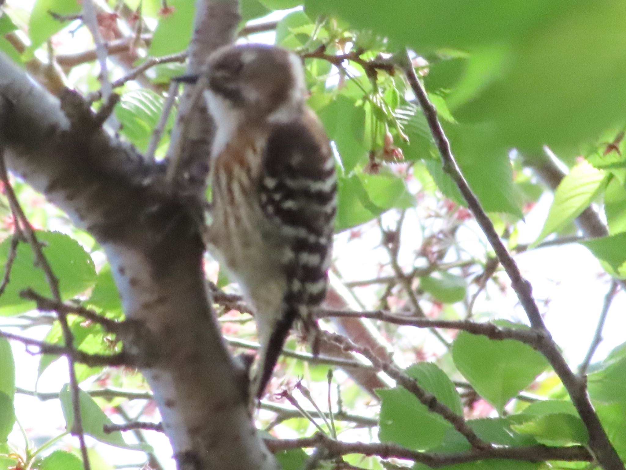 Photo of Japanese Pygmy Woodpecker at Yatoyama Park by takapom