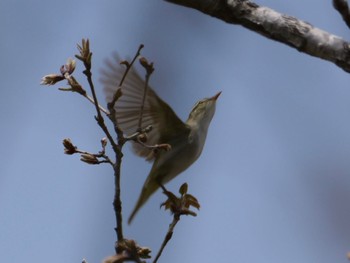 Eastern Crowned Warbler 富士市 Mon, 4/15/2024