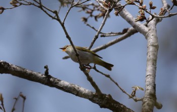 Eastern Crowned Warbler 富士市 Mon, 4/15/2024