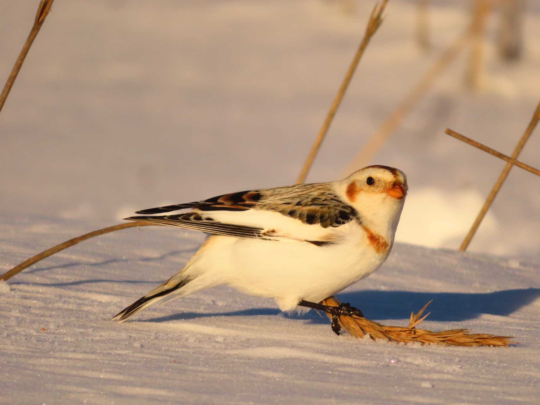 Snow Bunting