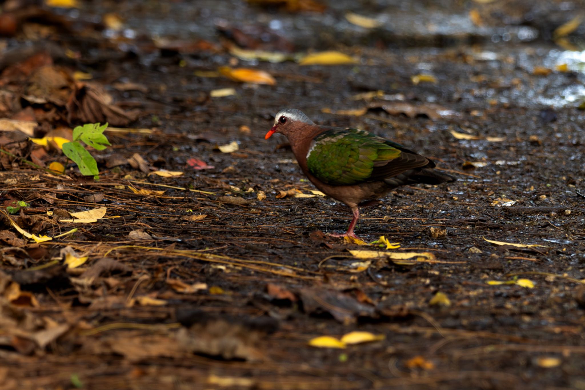 Photo of Common Emerald Dove at  by エナガ好き