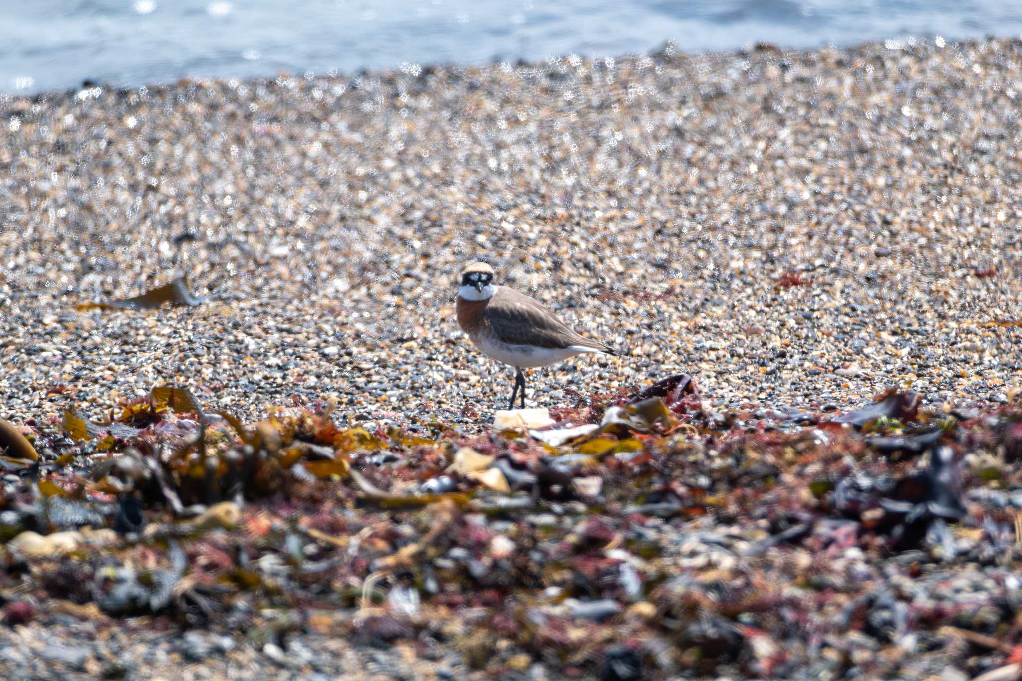 Siberian Sand Plover