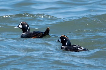 シノリガモ 平磯海岸 2024年4月17日(水)