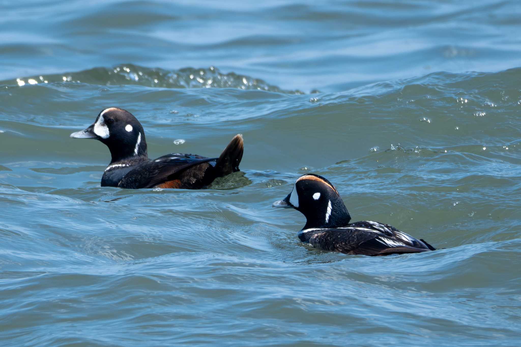 Photo of Harlequin Duck at 平磯海岸 by MNB EBSW