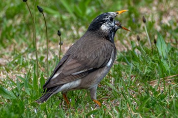 White-cheeked Starling 平磯海岸 Wed, 4/17/2024