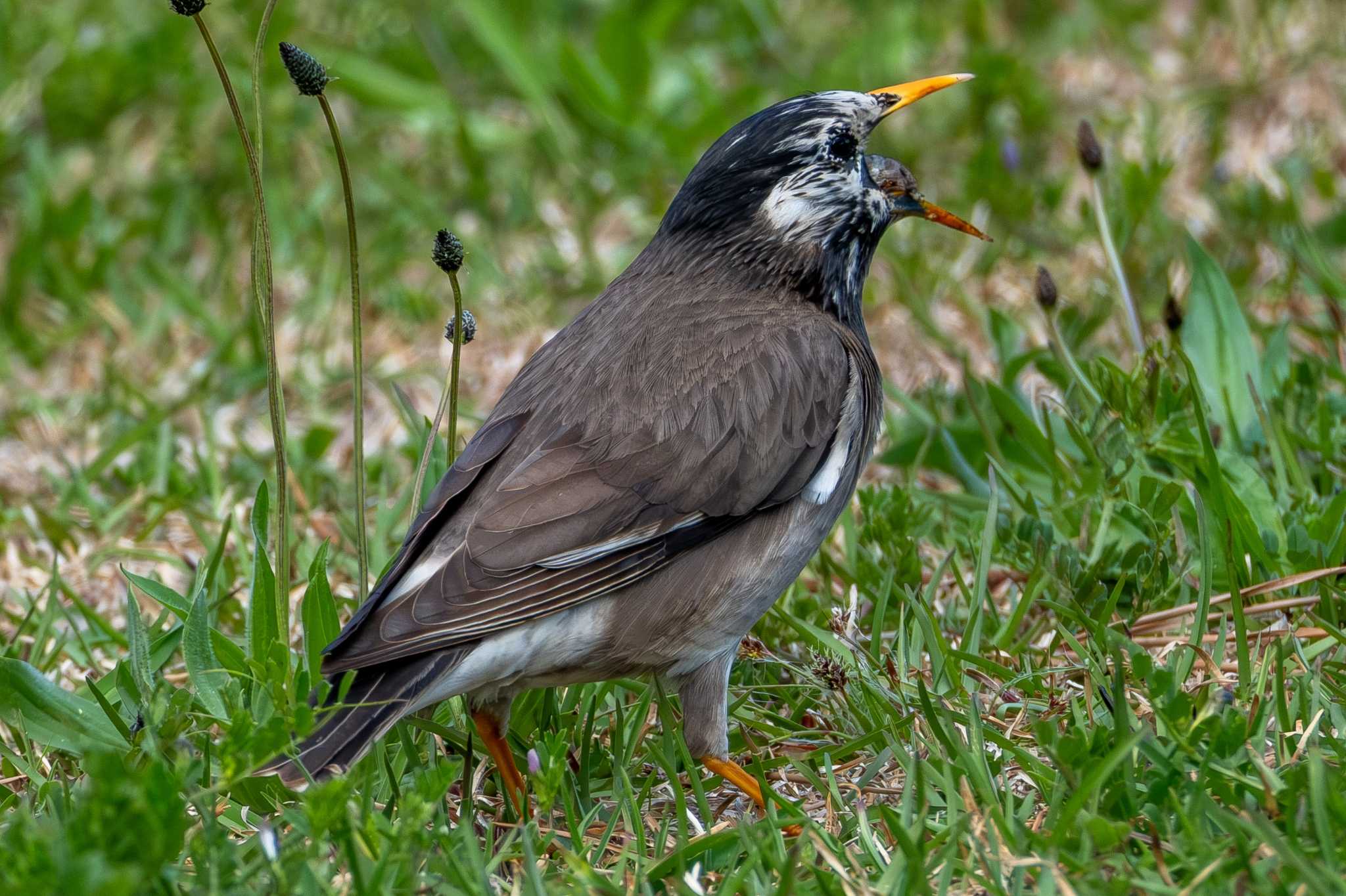 Photo of White-cheeked Starling at 平磯海岸 by MNB EBSW