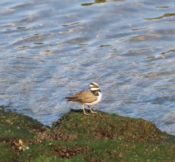 Little Ringed Plover 東京湾 Tue, 4/16/2024