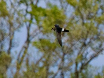 House Swift 境川遊水地公園 Wed, 4/17/2024