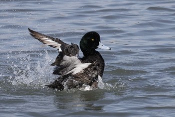 Greater Scaup Tokyo Port Wild Bird Park Sun, 3/31/2024