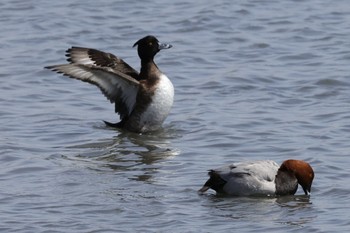 Tufted Duck Tokyo Port Wild Bird Park Sun, 3/31/2024