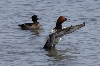 Common Pochard Tokyo Port Wild Bird Park Sun, 3/31/2024