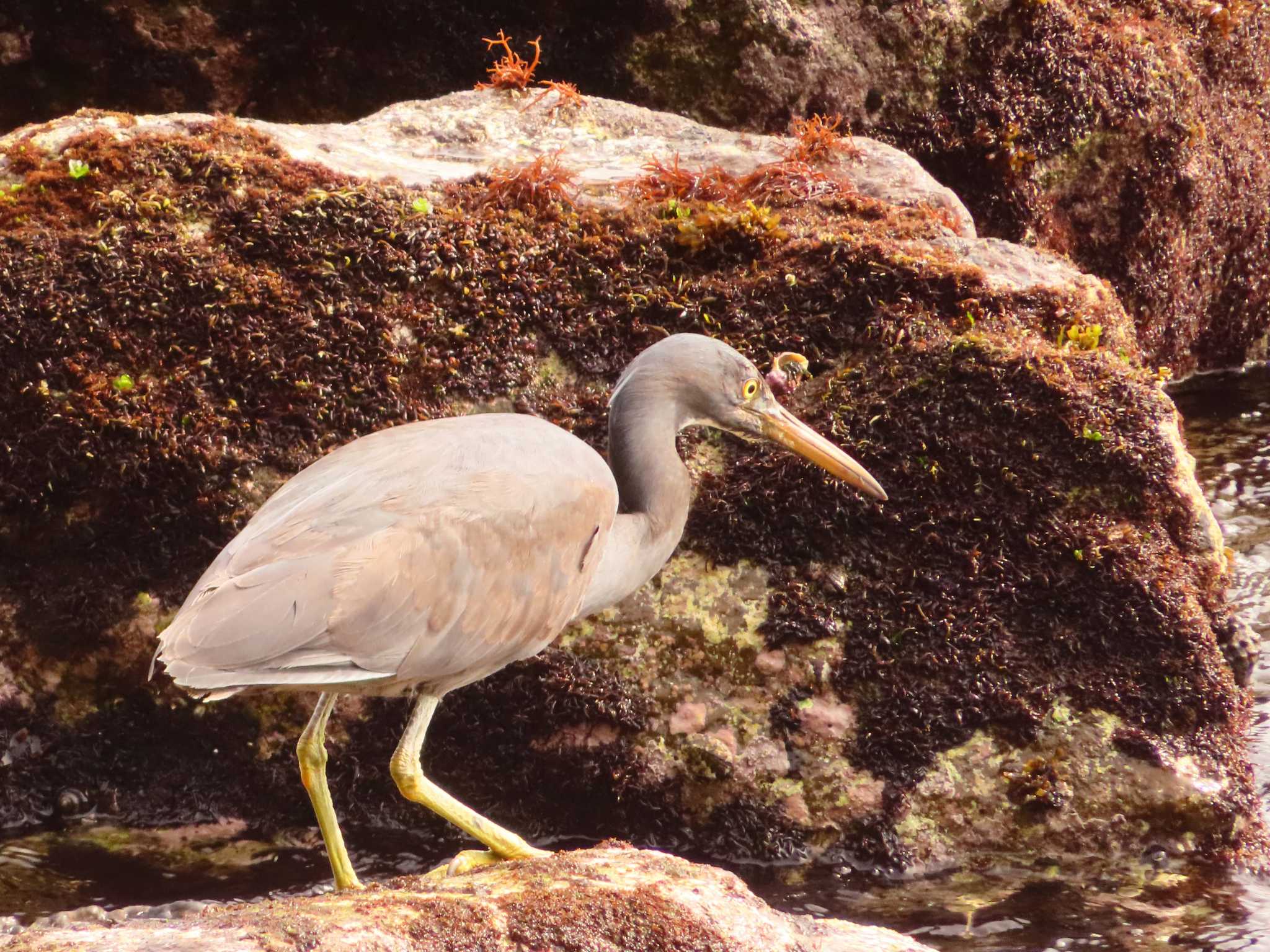 Pacific Reef Heron