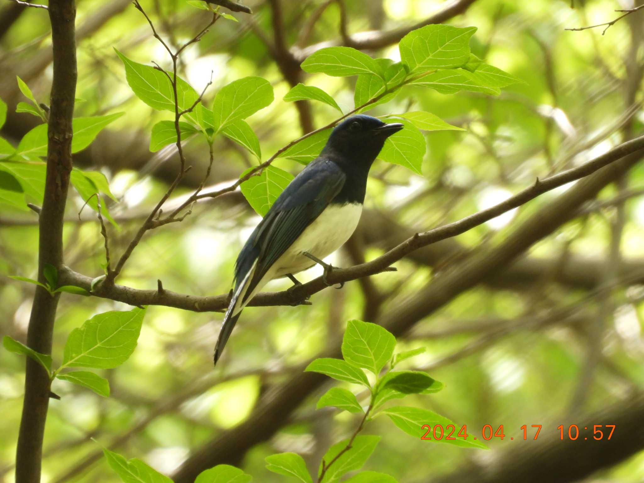 Photo of Blue-and-white Flycatcher at 養老公園 by 得正