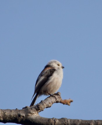 Long-tailed tit(japonicus) 真駒内川 Tue, 4/16/2024