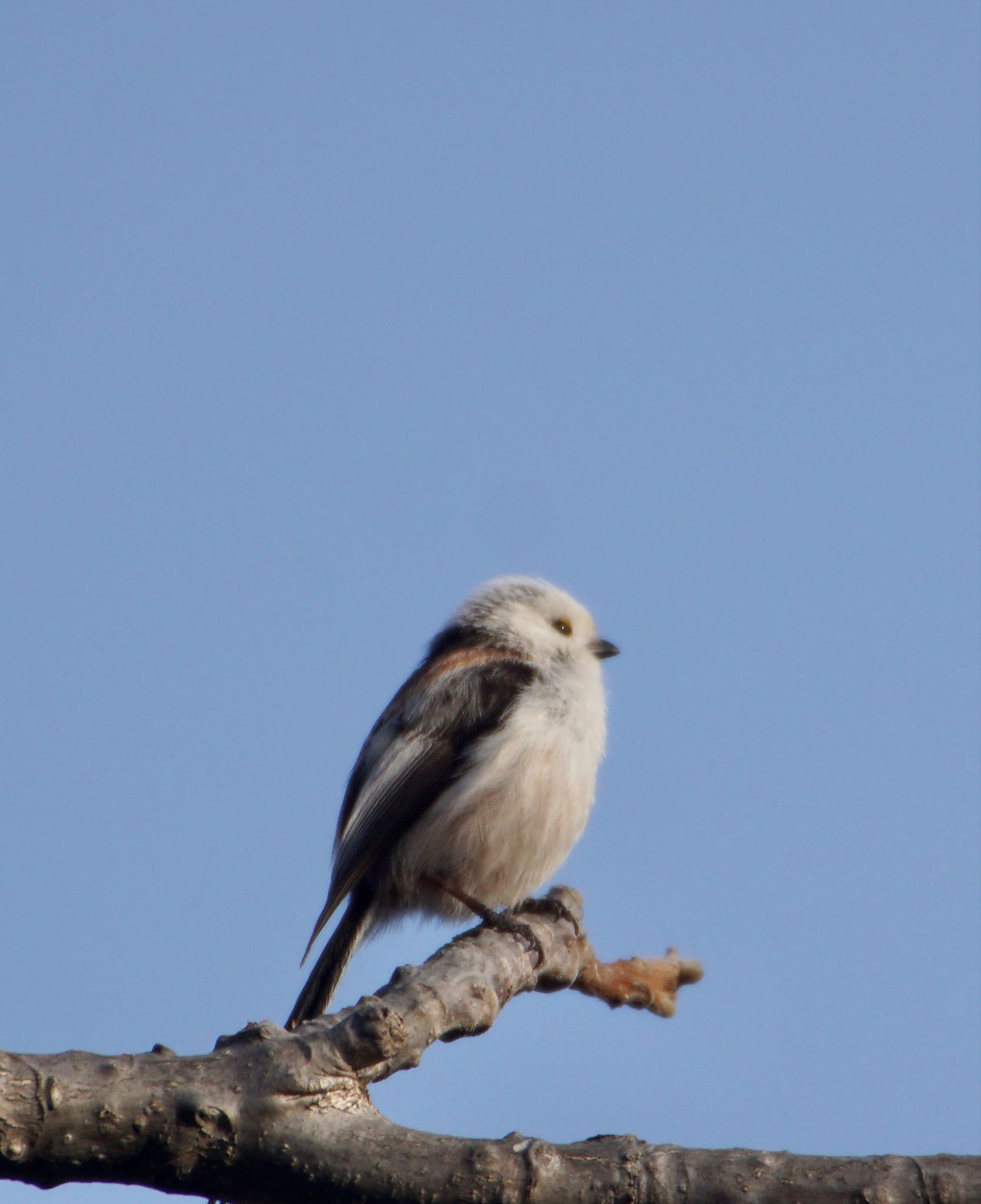 Photo of Long-tailed tit(japonicus) at 真駒内川 by xuuhiro