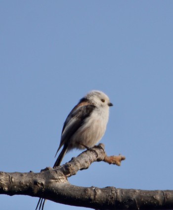 Long-tailed tit(japonicus) 真駒内川 Tue, 4/16/2024