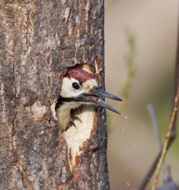 White-backed Woodpecker(subcirris) 真駒内川 Tue, 4/16/2024