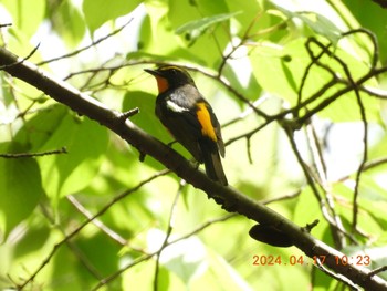 Narcissus Flycatcher 養老公園 Wed, 4/17/2024