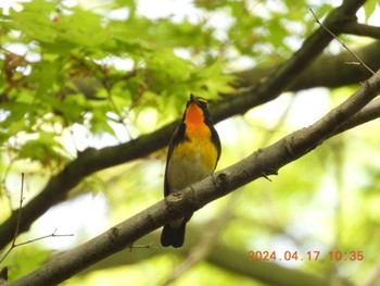 Narcissus Flycatcher 養老公園 Wed, 4/17/2024