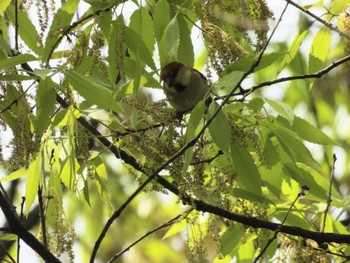 ニュウナイスズメ 馬見丘陵公園 2024年4月17日(水)