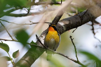 Narcissus Flycatcher 福岡県 Wed, 4/17/2024