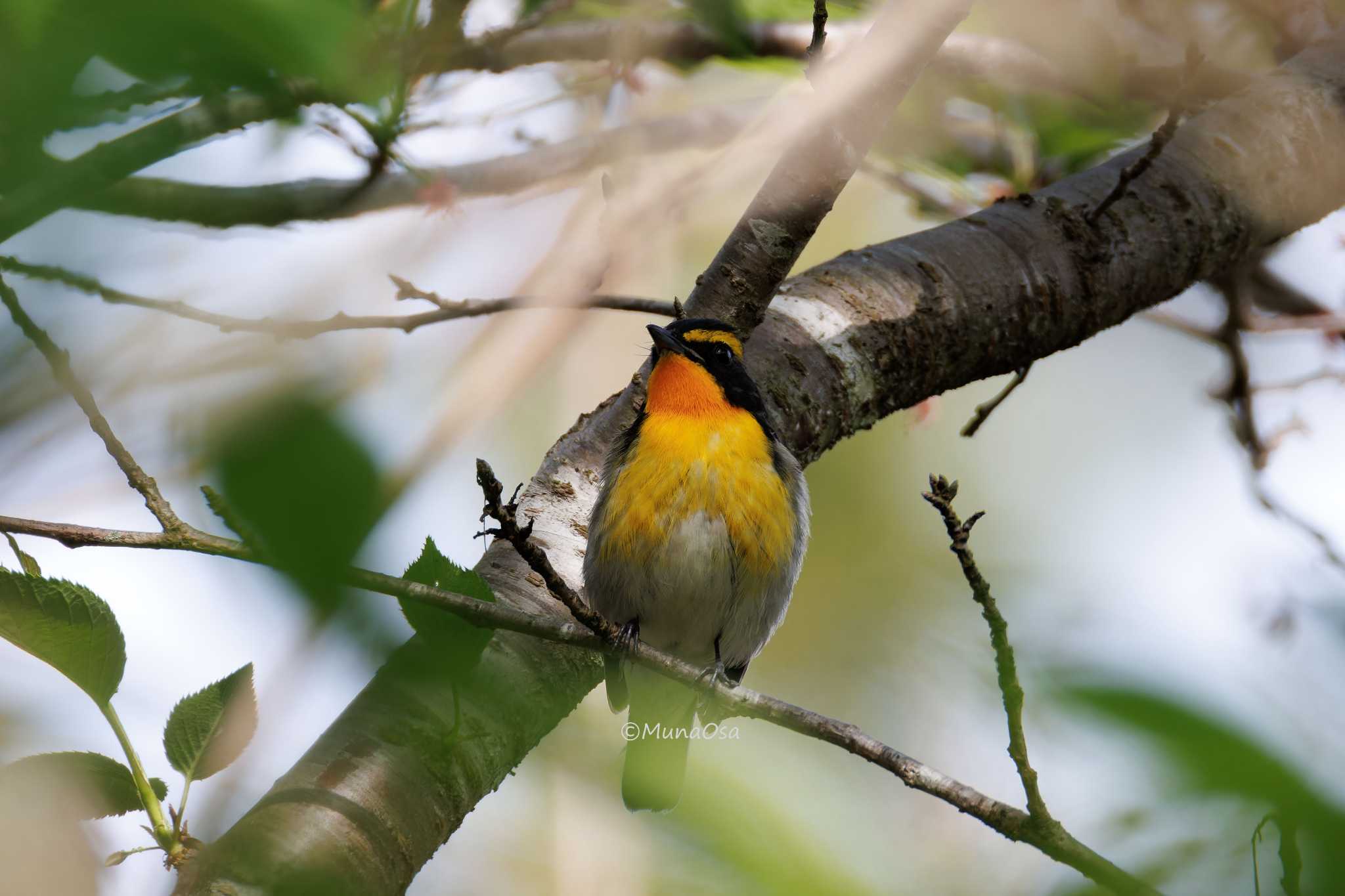 Photo of Narcissus Flycatcher at 福岡県 by MunaOsa