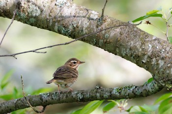 Olive-backed Pipit 福岡県 Wed, 4/17/2024