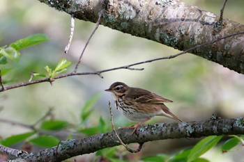 Olive-backed Pipit 福岡県 Wed, 4/17/2024