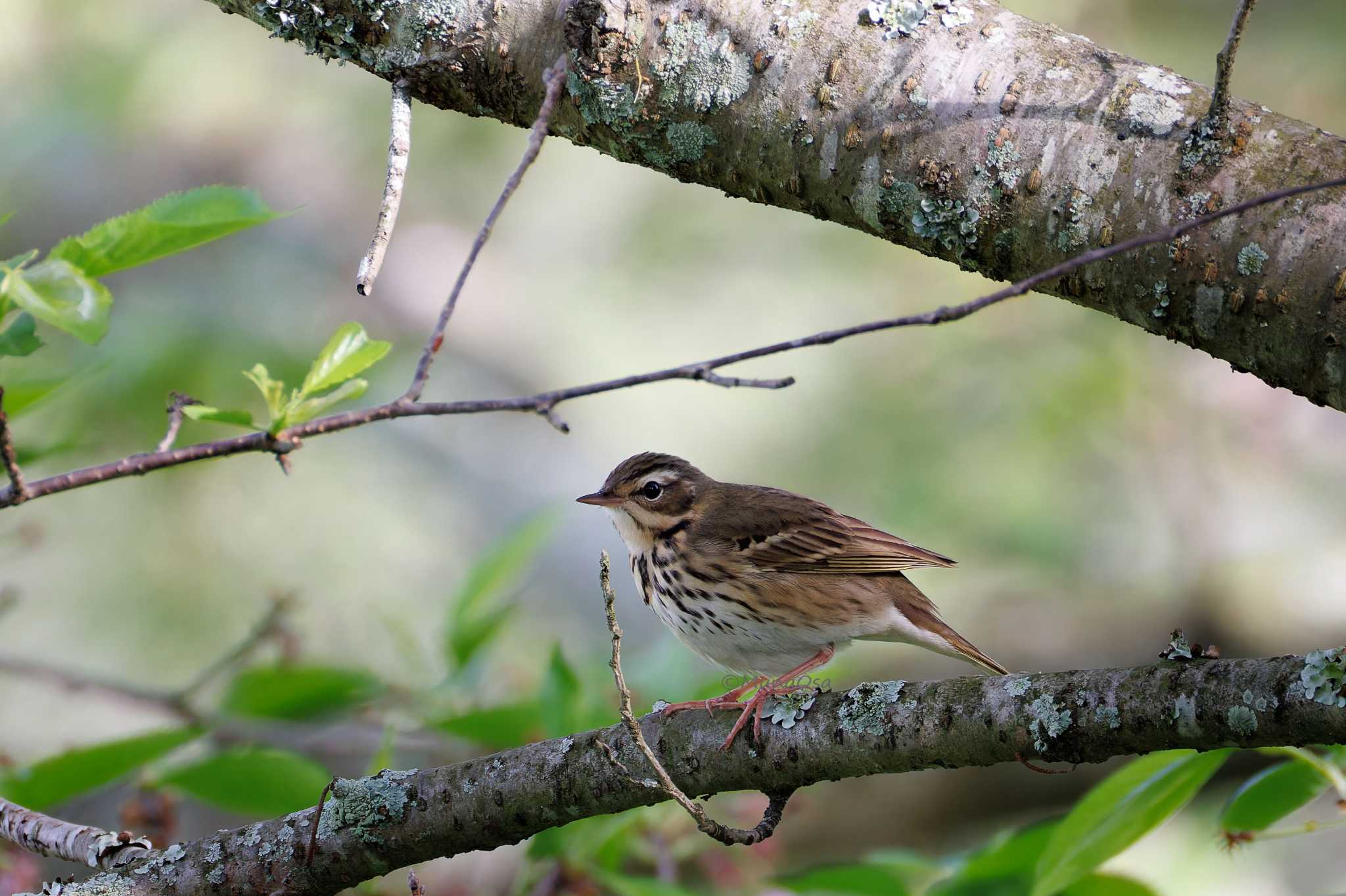 Photo of Olive-backed Pipit at 福岡県 by MunaOsa