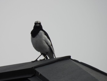 Japanese Wagtail 三重県名張市 Wed, 4/17/2024