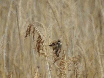 Zitting Cisticola 境川遊水地公園 Wed, 4/17/2024