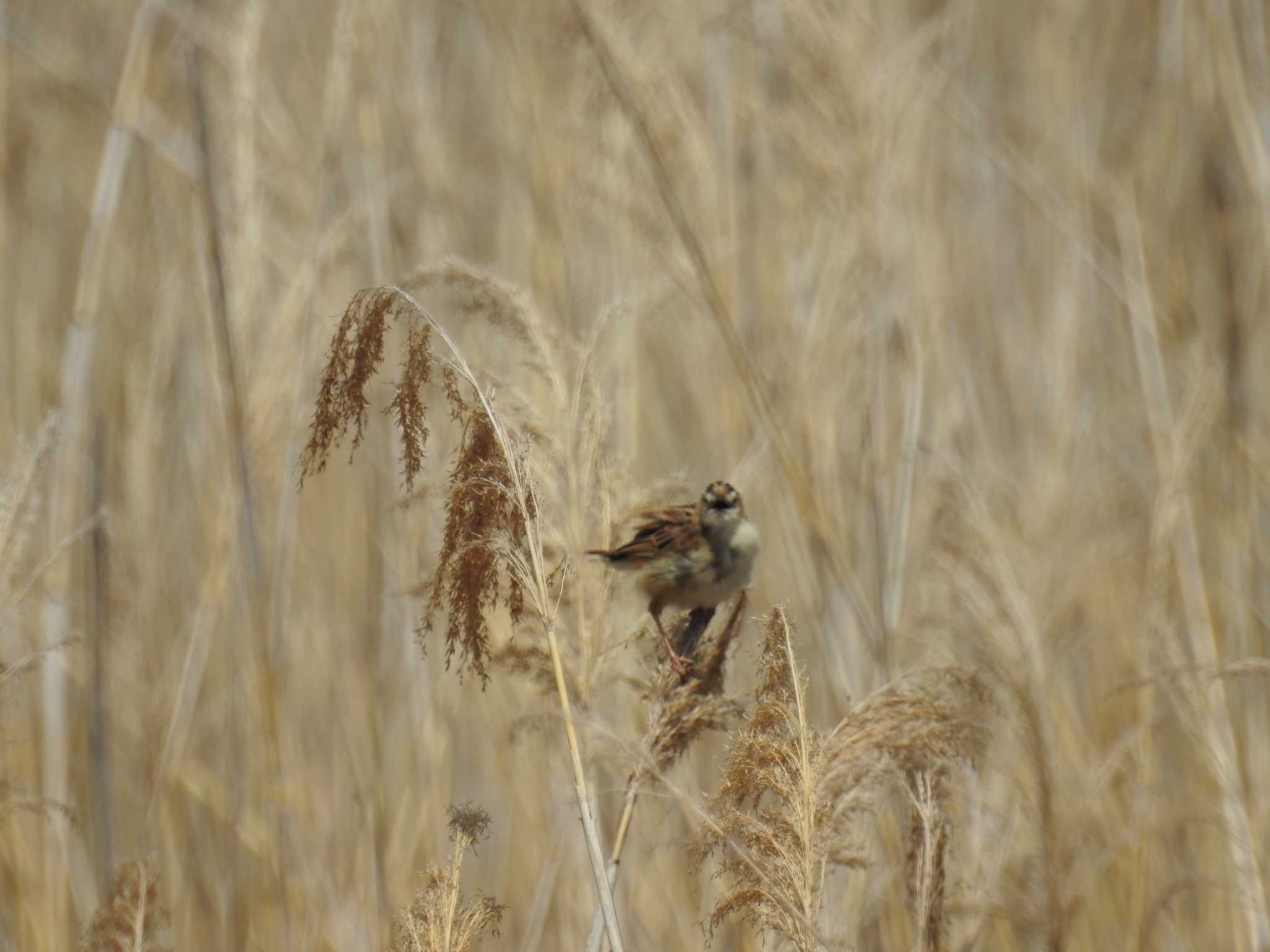 Photo of Zitting Cisticola at 境川遊水地公園 by Kozakuraband