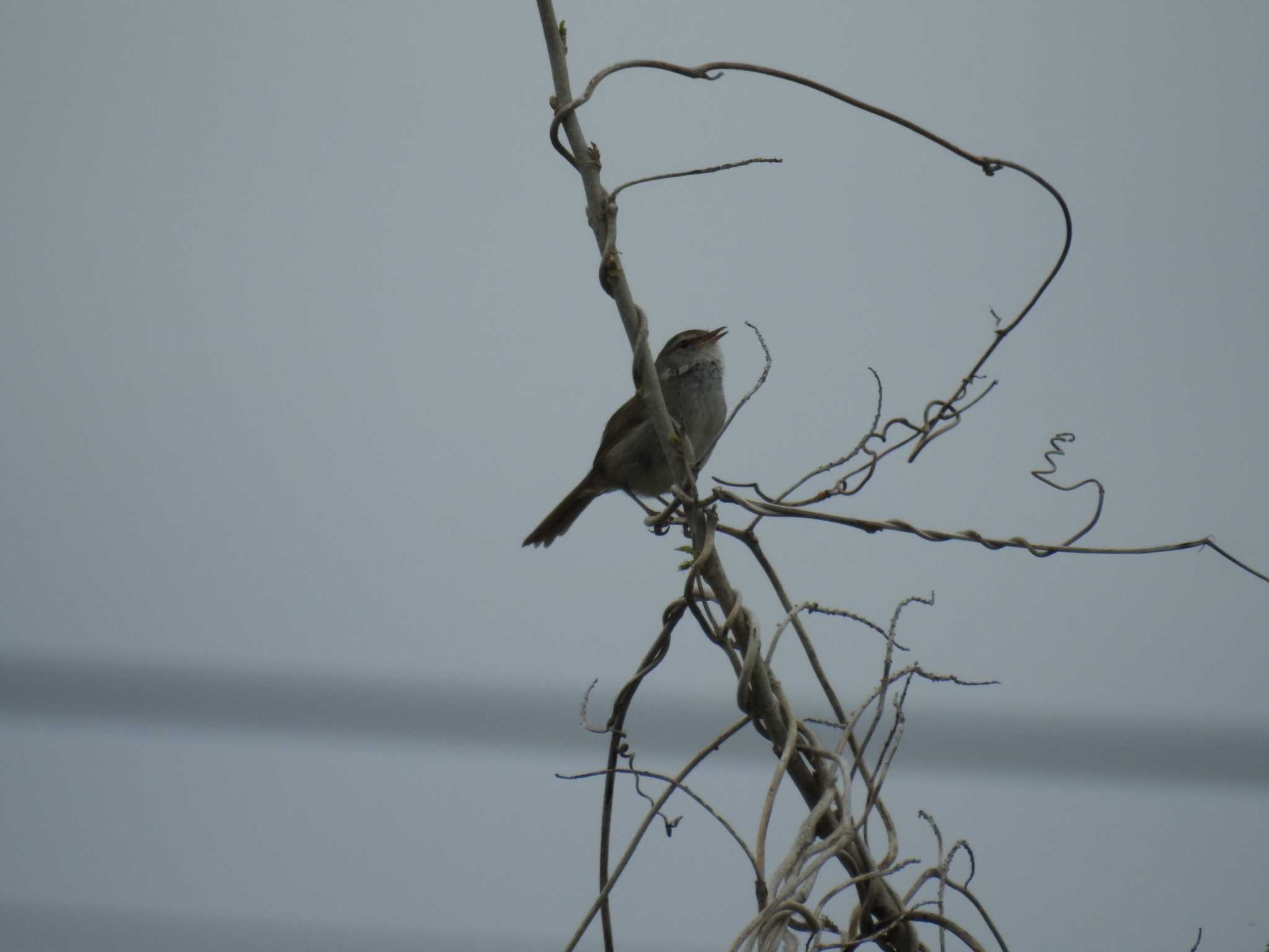 Photo of Japanese Bush Warbler at 境川遊水地公園 by Kozakuraband