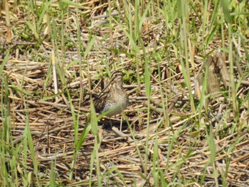 Common Snipe 境川遊水地公園 Wed, 4/17/2024