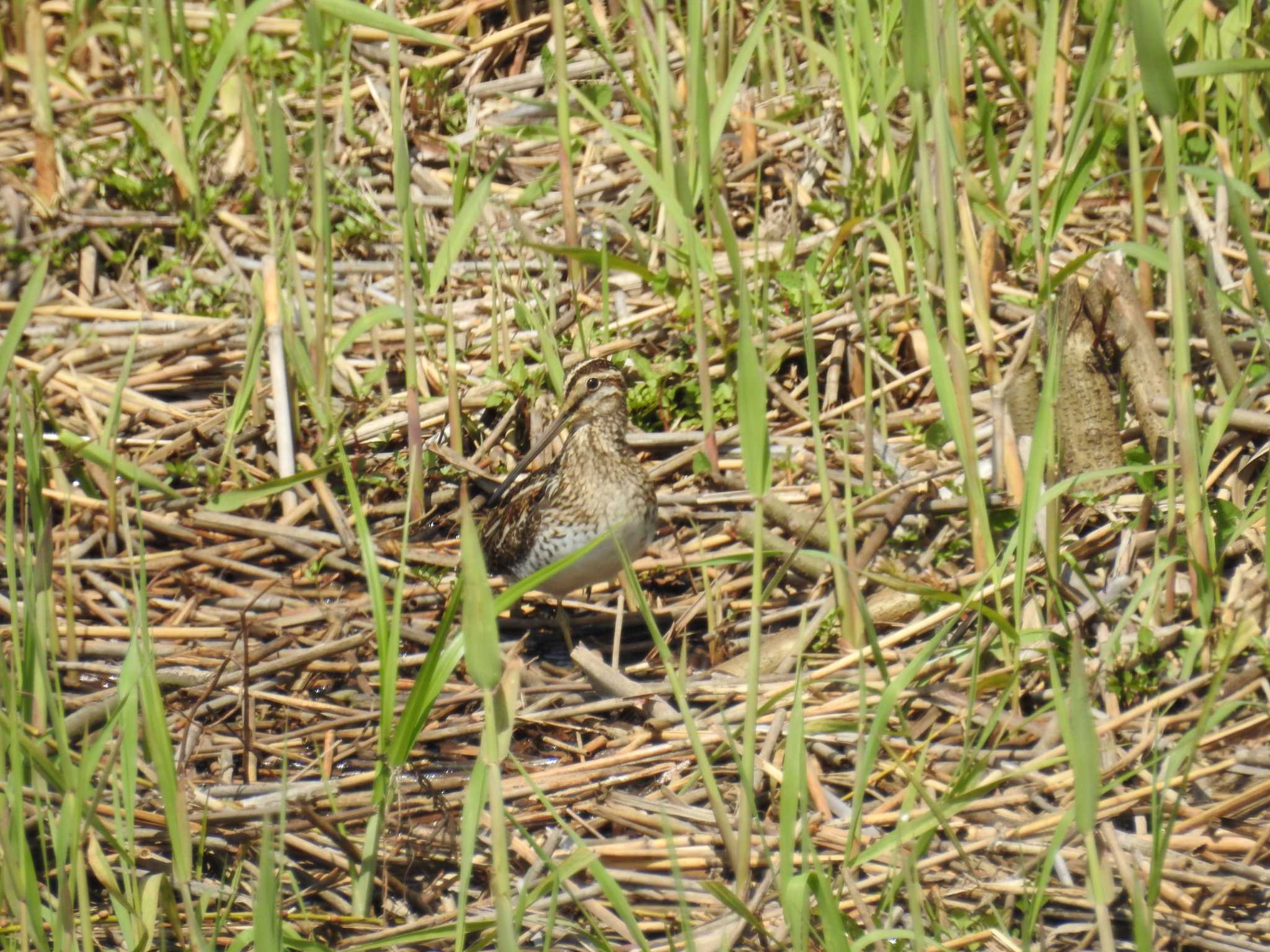 Photo of Common Snipe at 境川遊水地公園 by Kozakuraband