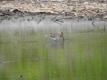 Common Snipe 境川遊水地公園 Wed, 4/17/2024