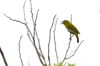 Japanese White-eye(loochooensis) Ishigaki Island Fri, 4/5/2024