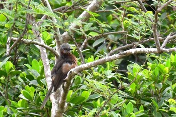 リュウキュウヒヨドリ Ishigaki Island Fri, 4/5/2024