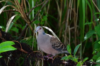 Oriental Turtle Dove(stimpsoni) Ishigaki Island Thu, 4/4/2024