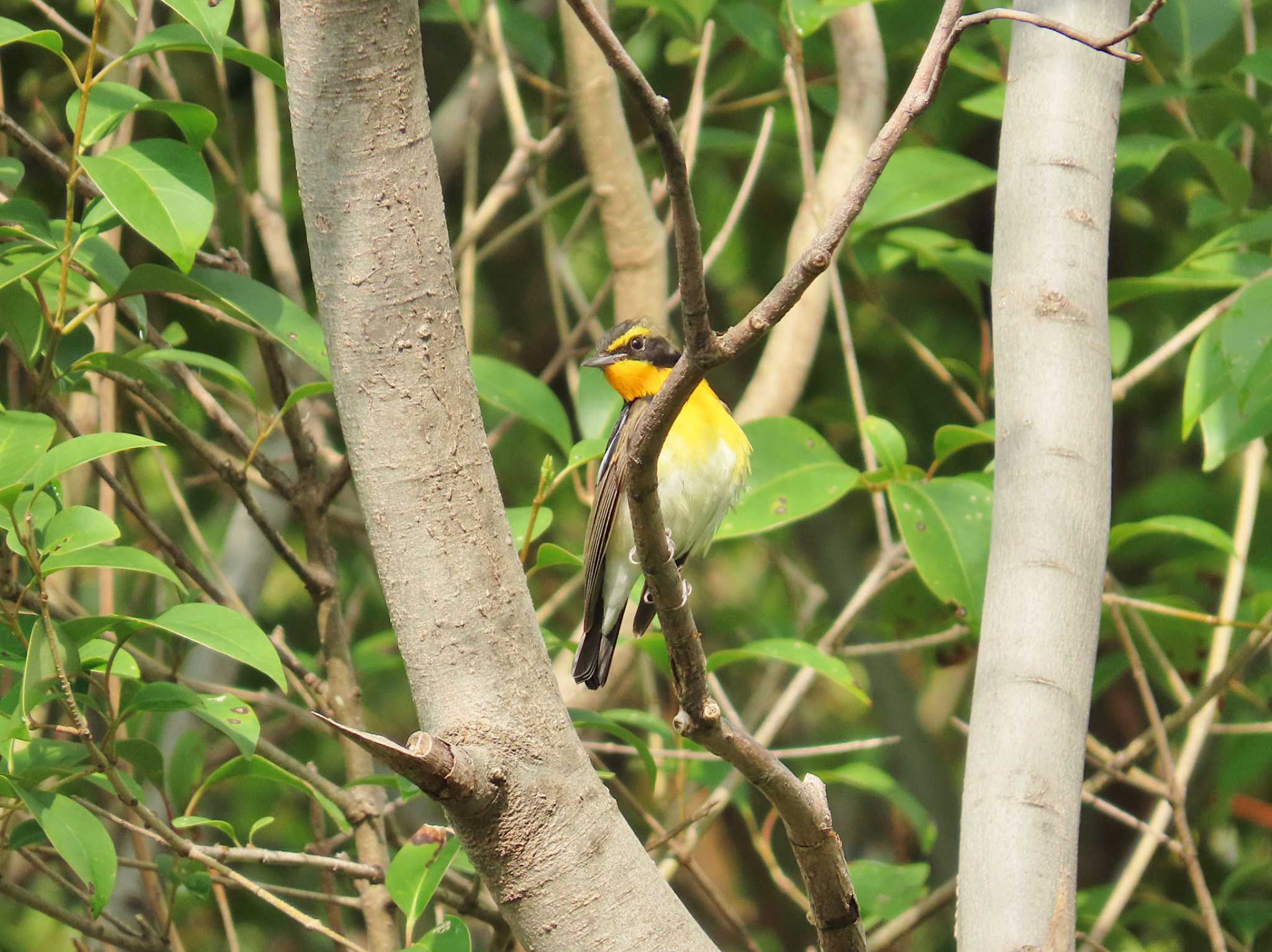 Photo of Narcissus Flycatcher at 淀川河川公園 by Toshihiro Yamaguchi