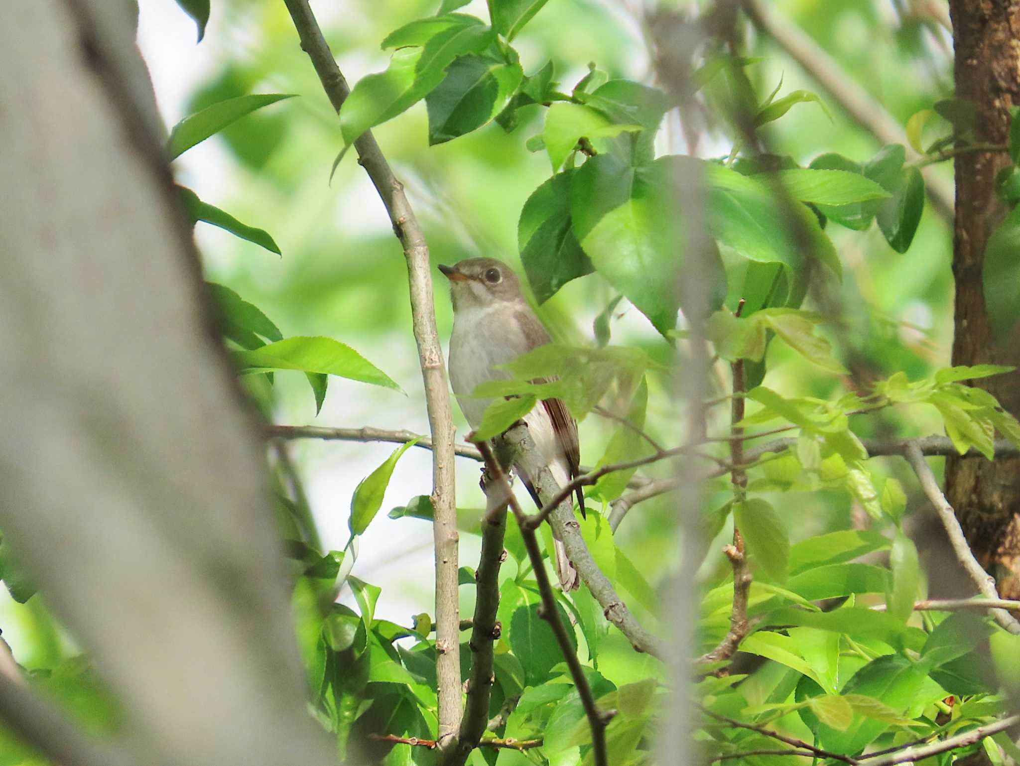 Photo of Asian Brown Flycatcher at 淀川河川公園 by Toshihiro Yamaguchi