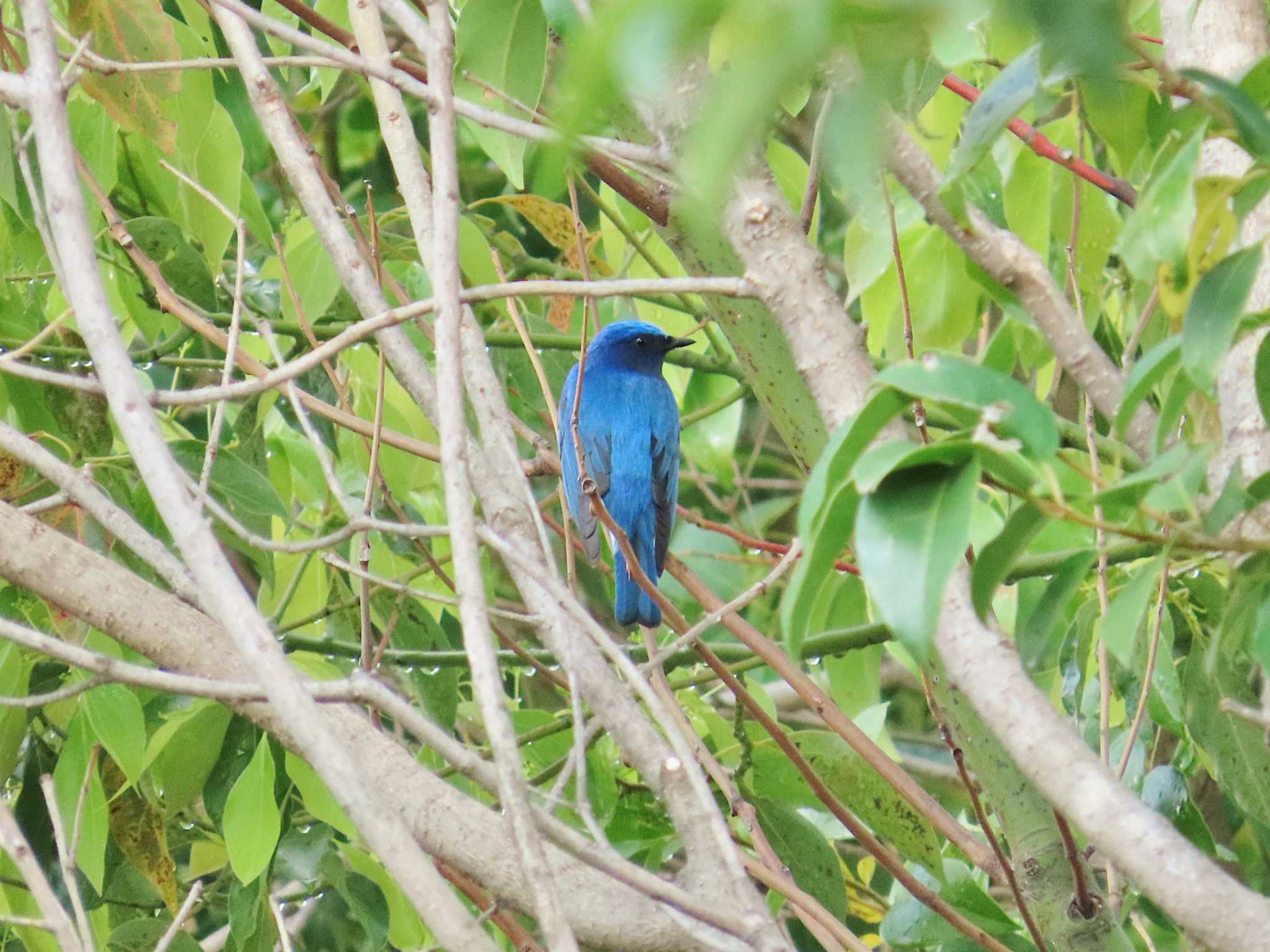 Photo of Blue-and-white Flycatcher at 淀川河川公園 by Toshihiro Yamaguchi