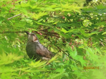 ヒヨドリ 都内公園 2024年4月16日(火)