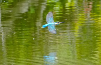 Common Kingfisher 天王寺公園(大阪市) Wed, 4/17/2024