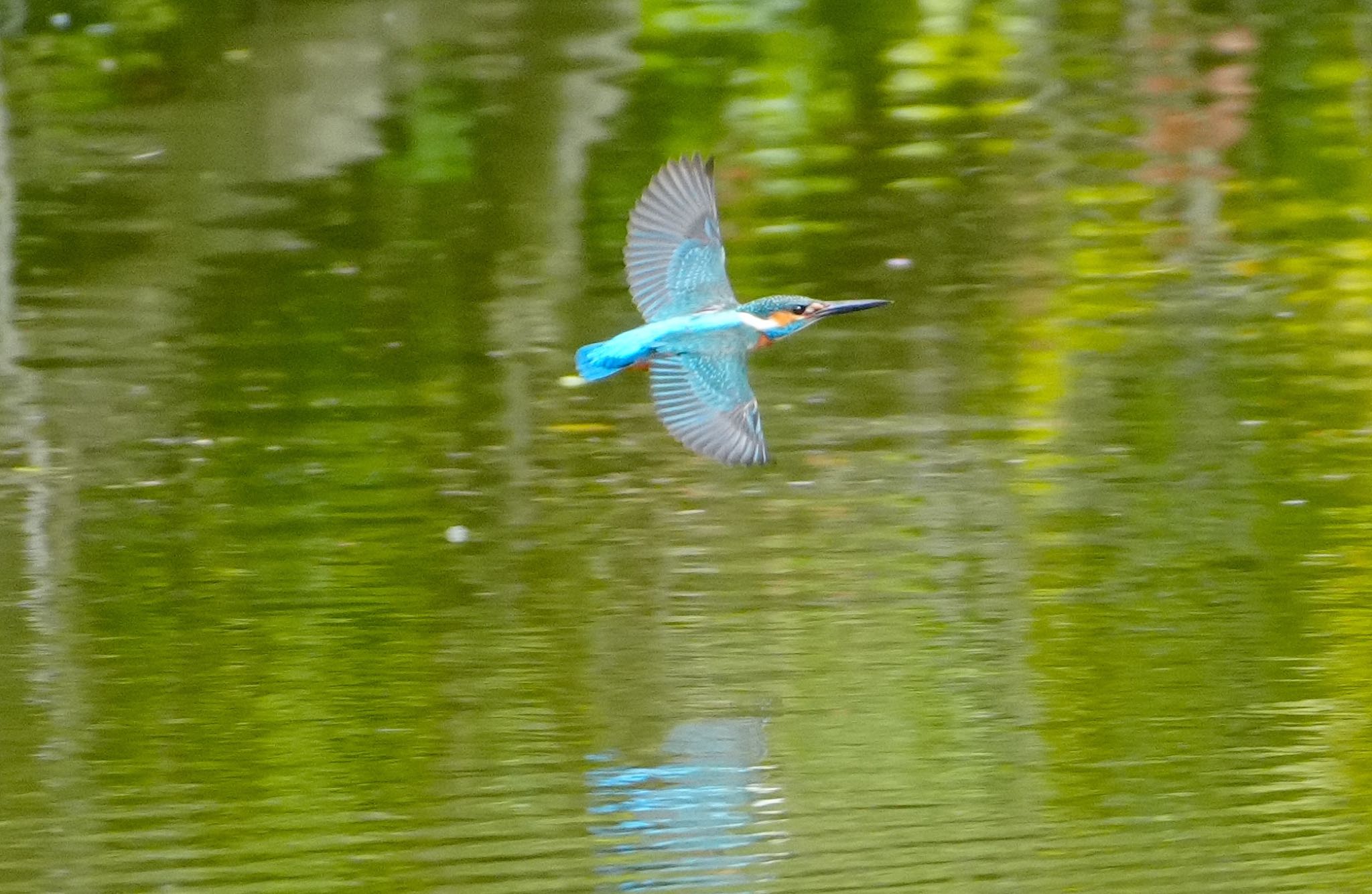 Common Kingfisher