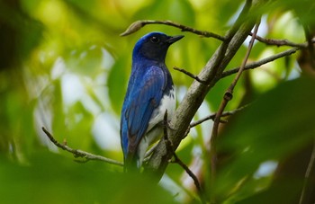 Blue-and-white Flycatcher 天王寺公園(大阪市) Wed, 4/17/2024